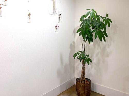 観葉植物